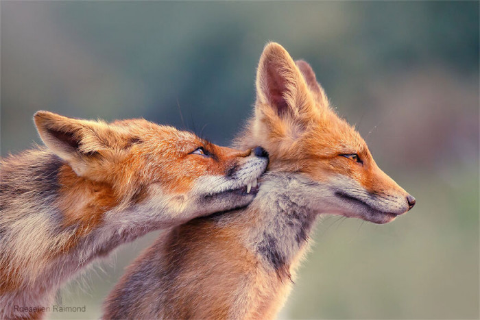 9. “Foxy Love - Happy Valentine’s Day! 😘”