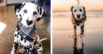 Swoon Over This Majestic Dalmatian With A Heart For A Nose