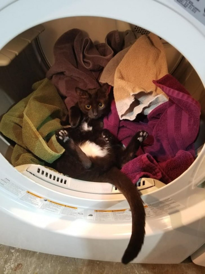 6. “I was about to fold towels when this little girl decided to jump into the dryer. I spun the drum to try and make her leave and this was the result.”