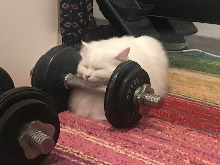 6. "Just found her sleeping like this, and I can't stop laughing."