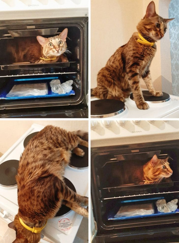 4. “We bought a new stove, and our cat decided it was his new bed, so he’s there all the time now.”