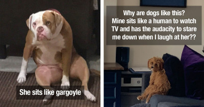 These Dogs Have The Weirdest Sitting Positions, And It's The Funniest Thing Ever