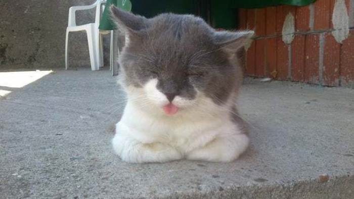Close-up of a cat blep face, tongue out and eyes wide