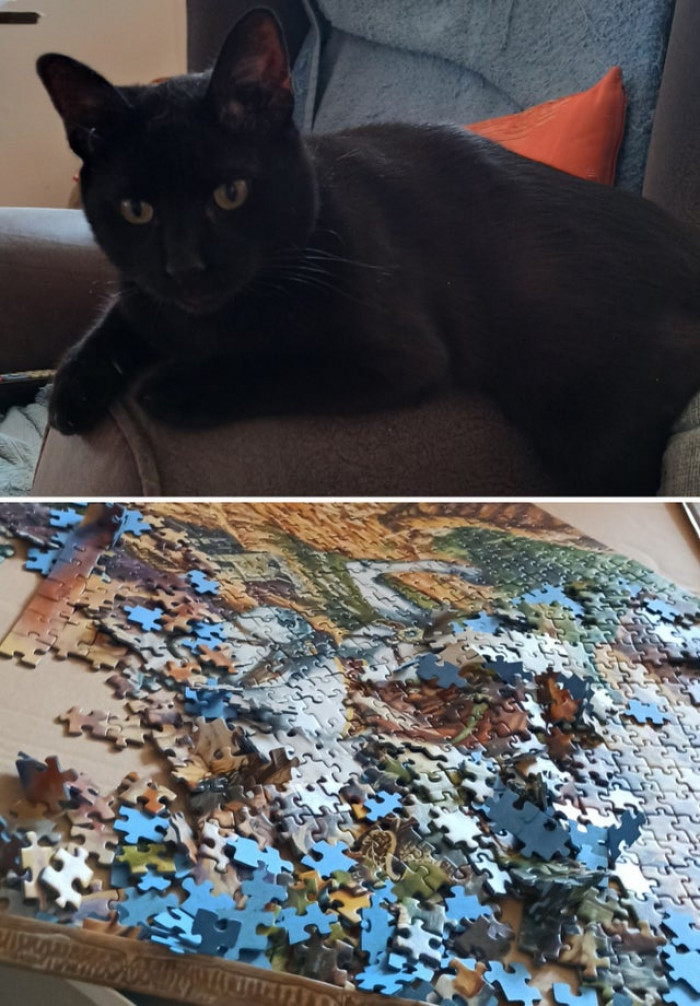 7. Oh, were you doing a puzzle? Not when this cat is around.