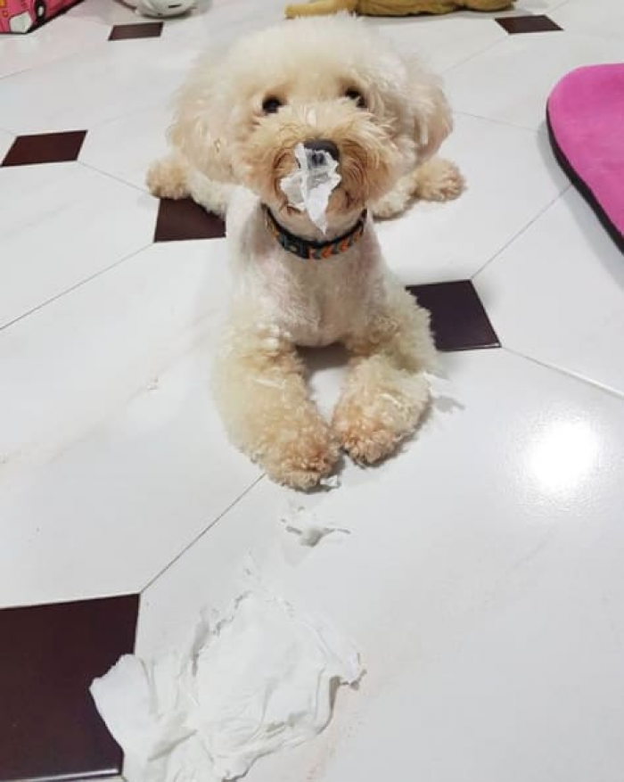 Smiling puppy with wide eyes, child says, “Sweet child of mine.”