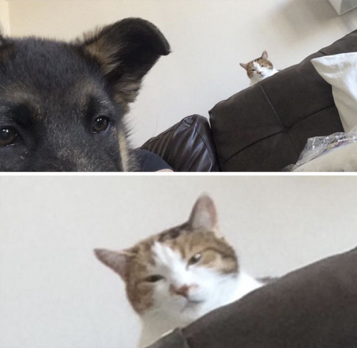 #8 Friend Just Got A German Shepard Puppy. Asked How Her Cat Is Getting Along With Him, And Was Sent This Pic