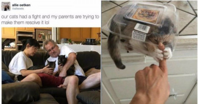 10+ Cats Purrfectly Summed Up By A Photo