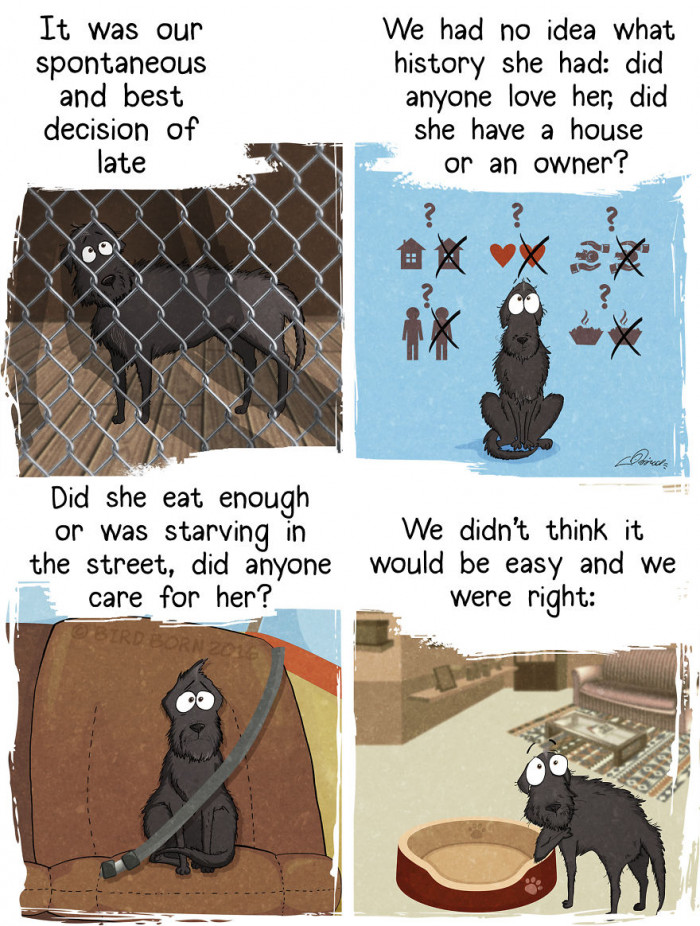 When you adopt a dog from a shelter....