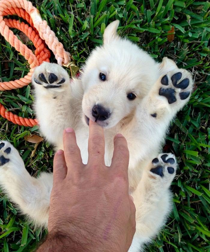 #3 Is this a puppy or a little baby Polar Bear? Hmm. You decide!