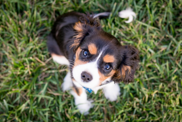 8. Puppies are silly