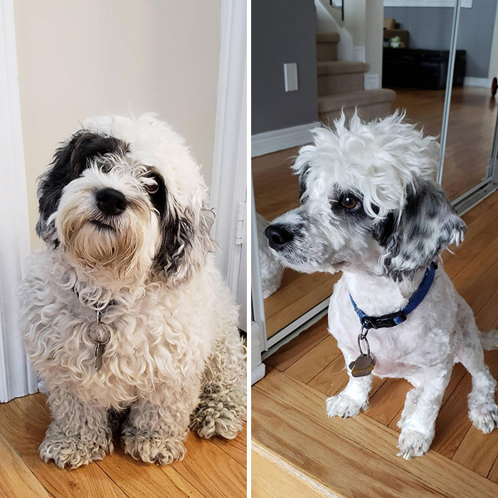 1. "Groomer Closed Due to COVID-19. Wife Told Me to Trim the Dog. Hold My Beer"
