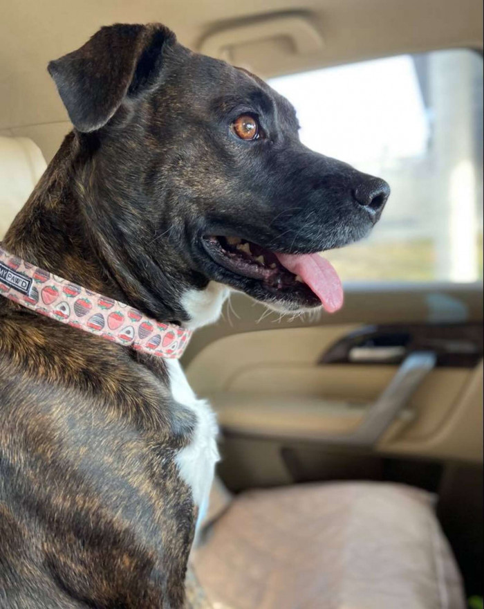 Ginnie on Her Way to Her New Home