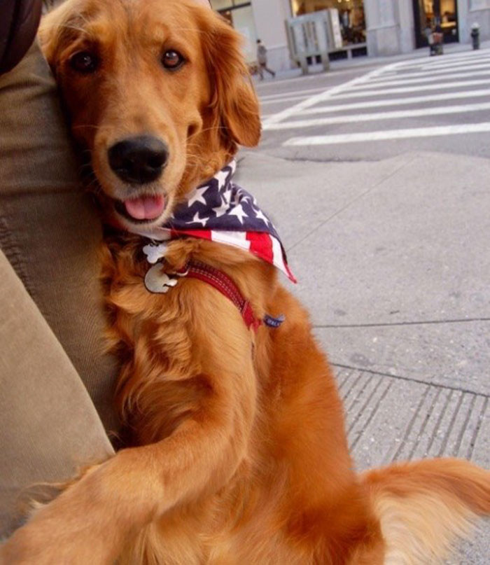Golden Retriever Is On A Mission To Hug Everyone She Meets On The Streets of  New York City