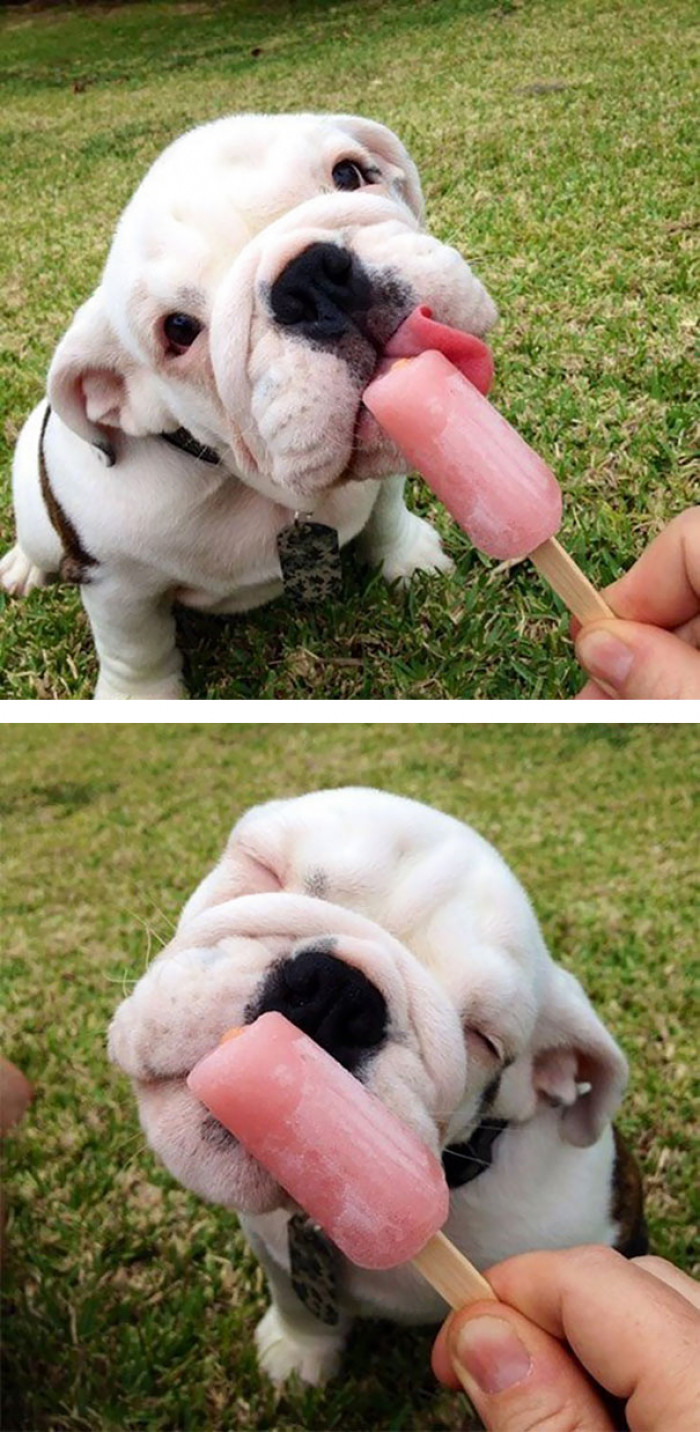 #11 Adorable little Bulldog baby!
