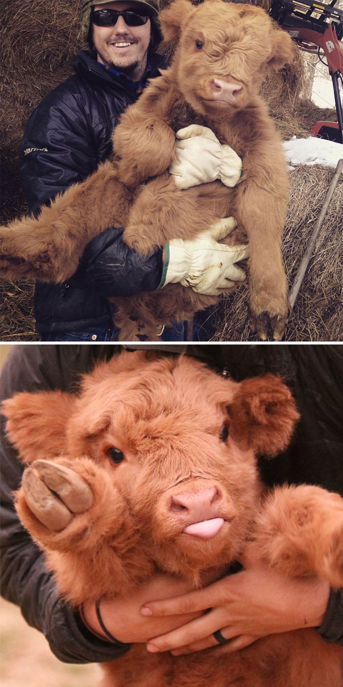 9. Baby Cow or Giant Teddy Bear?