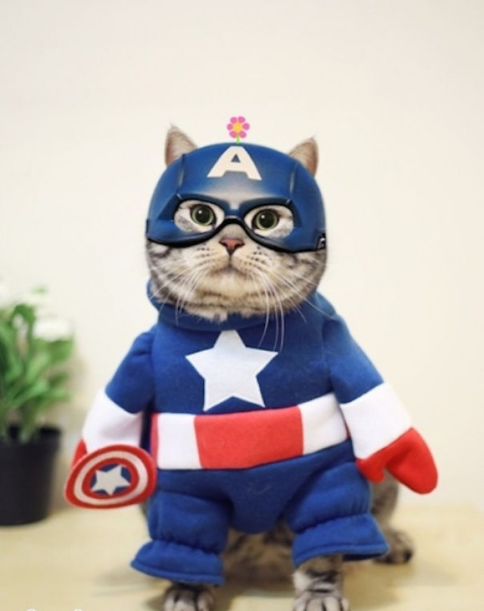 CATpain America