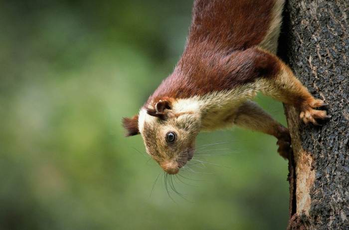 This photographer snapped at 1/250 of a second to catch a photo of the Giant Indian Squirrel.