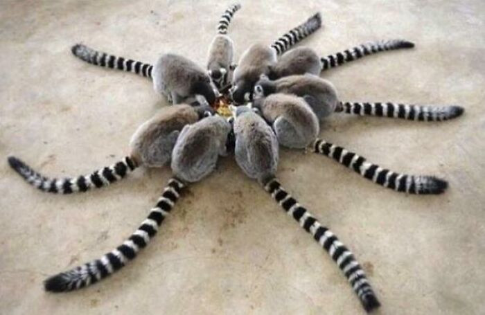 20. Rare Madagascar Spider