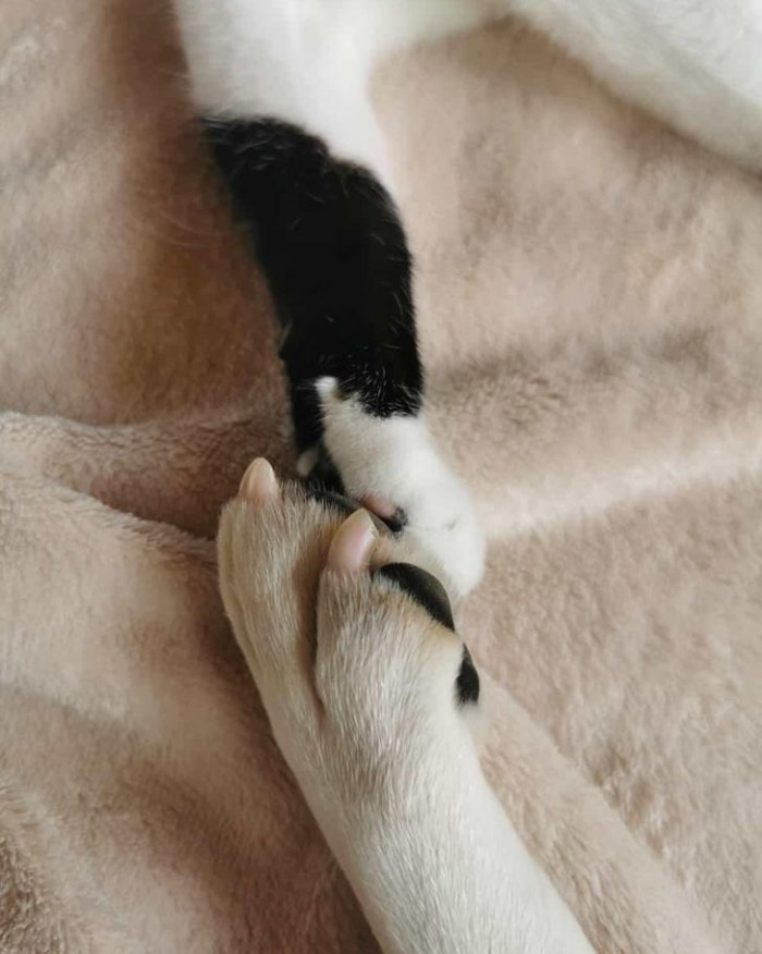 14. Paw pals for keeps!