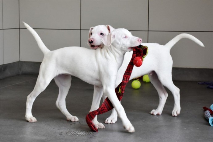 When the pups finished nursing, they were taken in by the Helen Woodland Animal Center in San Diego, which set out to find all the pups their forever homes.