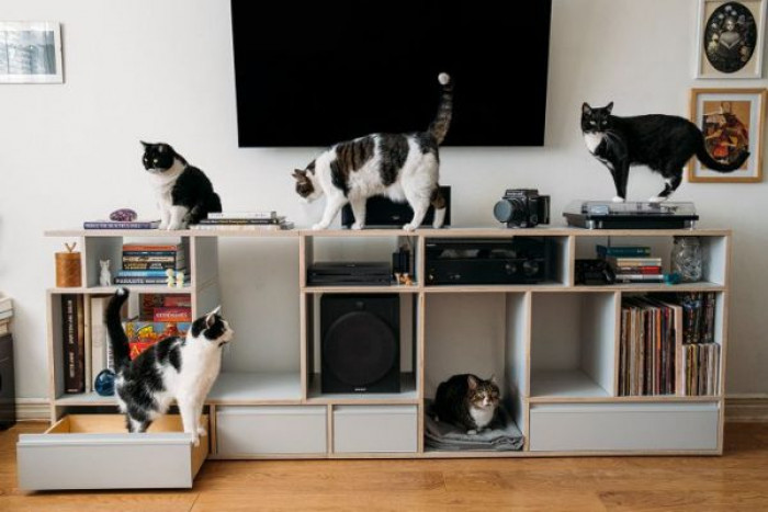 11. “My cats were kind enough to let me put some of my stuff in their new cat home.”