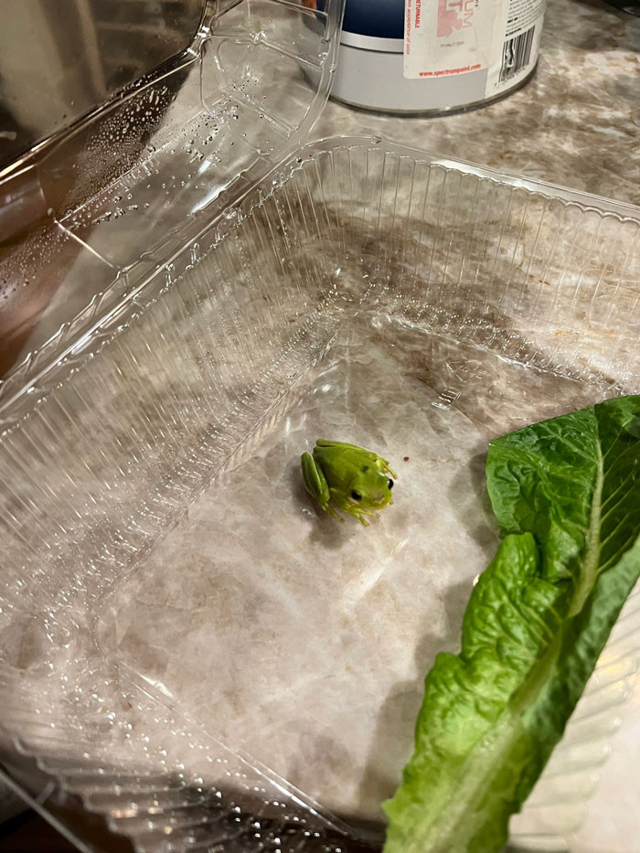 The Cute Little Creature