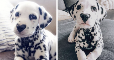 Wiley the Dalmation Was Born With A Heart Shaped Nose