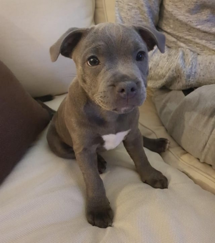 Small pitties are just too cute to handle!