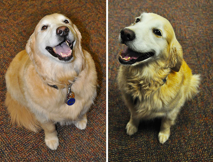 "My Friend's Dog, Gracie, Was Starting To Get A Little Chunky, So He Put Her On A Diet. 5 Months Later, Gracie Is Looking Pretty Fit."