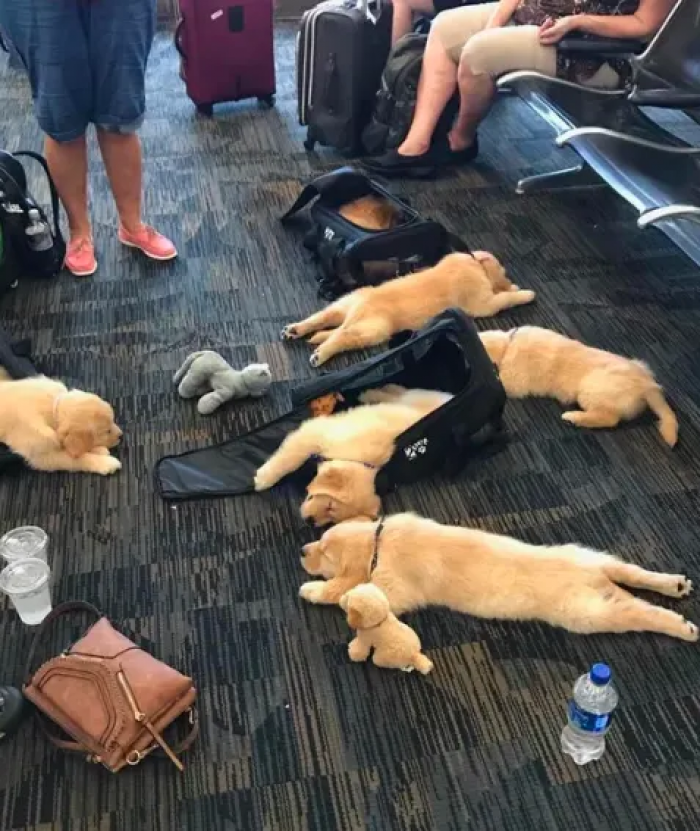 They literally ran out of energy.