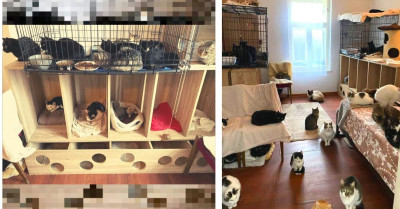 Cat Shelter in Romania Has Rescued More Than 200 Cats in 3 Years and Needs Help to Save More