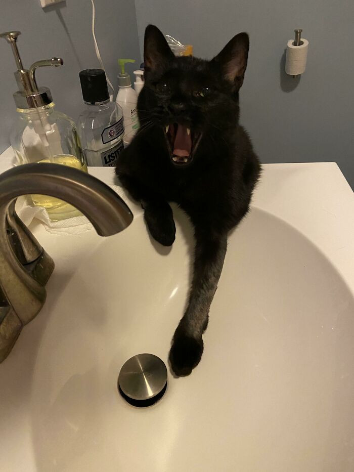7. Look At Those Teefs! He Was Screaming Because He’s Spoiled And Only Drinks From The Sink