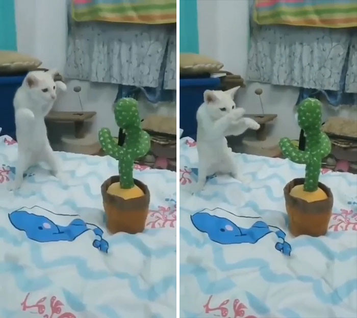 This kitten doing a danger dance