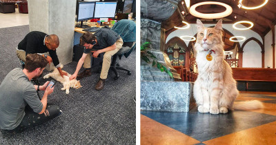 Feline Facebook Group Has 30k Members In New Zealand Who Take Pictures Of One Local Cat Wherever They See Him