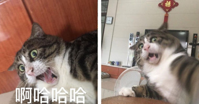 This Cat Is Instagram Famous For His Permanently Disturbed Expression