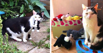 Pixie The Cat Always Takes Her Stuffed Toys On Her Adventures
