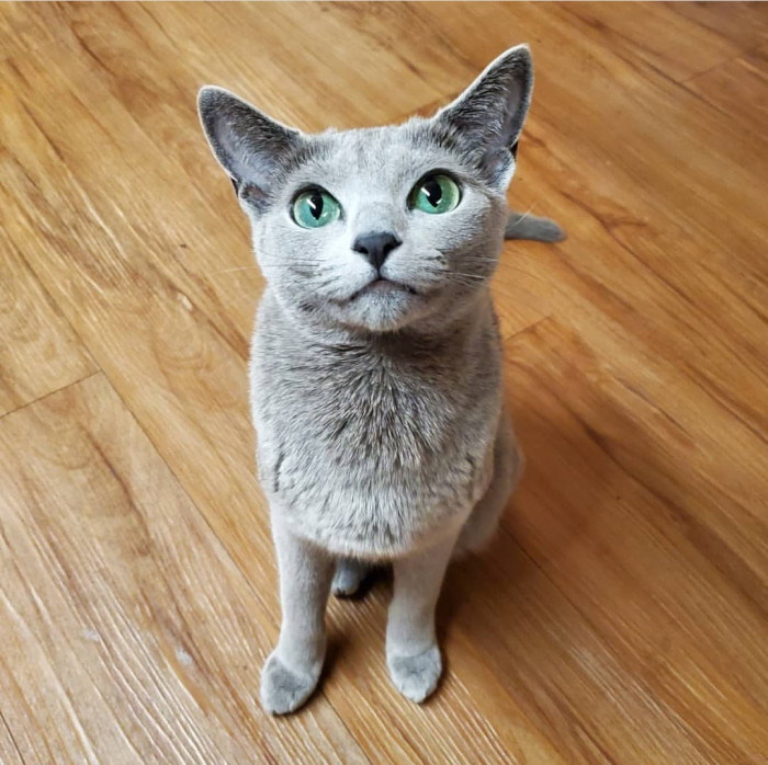 Russian Blue cat Dina, 4.5 years old, looking stunning indoors