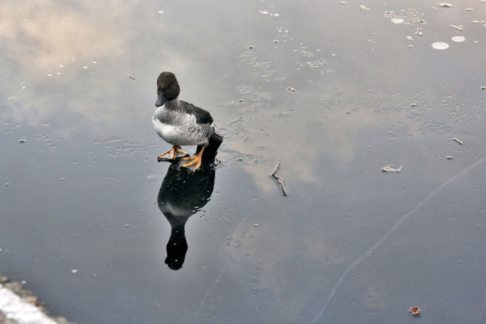 This duck was out for a nice walk on the frozen lake