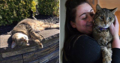 This Woman Was Reunited With Her Missing Cat of Two Years While Browsing a Shelter's Facebook Page