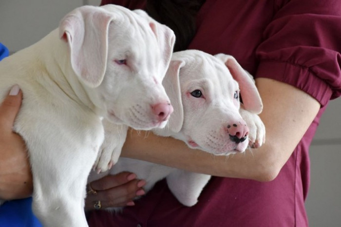 Star and Denver were among those eight pups, but what makes them special is their deep and unique connection with each other.