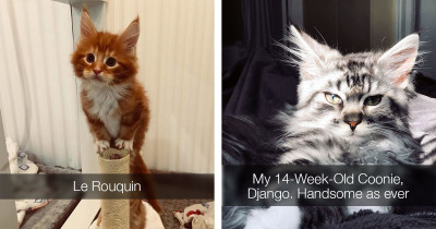 Super Fluffy Maine Coon Kittens Are SO Small It's Hard To Believe They Get SO Big