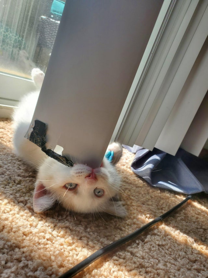 11. "I guess the blinds are her new form of entertainment."