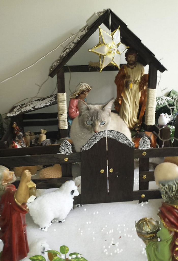 17. "Huge Sheep In The Nativity Scene At Our House"