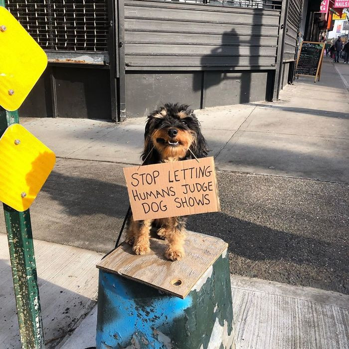 Dogs should be the ones judging other dogs