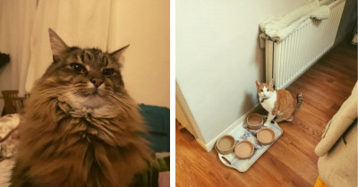 10+ Pictures Of Cats Staring At Their Owners And Demanding Food In The Funniest Ways