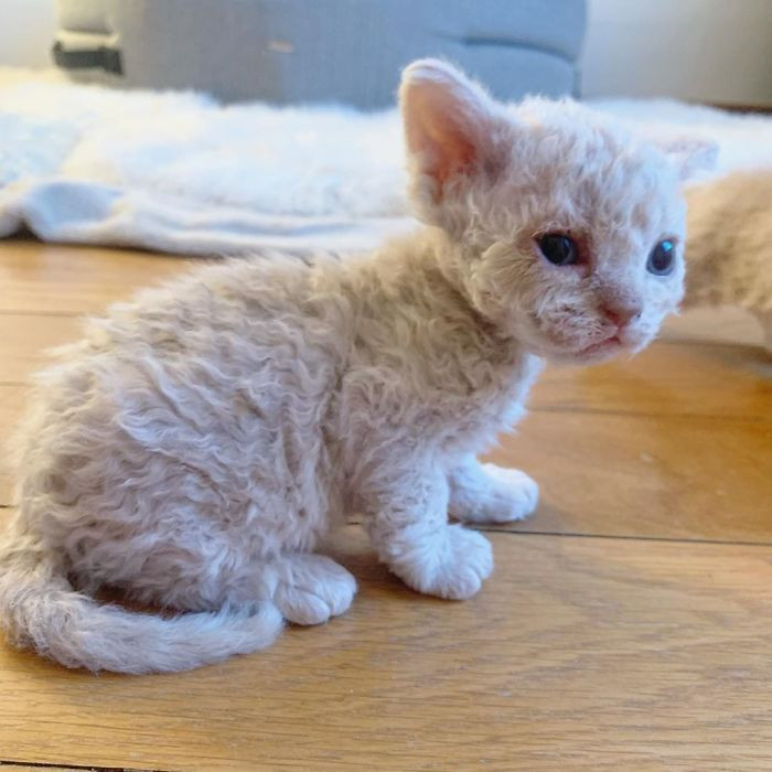 Curly haired hot sale kitten