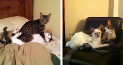 Cats That Have Secret Lives We Never Knew About Until We Came Home and Caught Them Red-Pawed