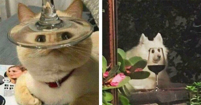 People Have Started Sharing Hilarious Distorted Pictures Of Their Pets Behind A Glass