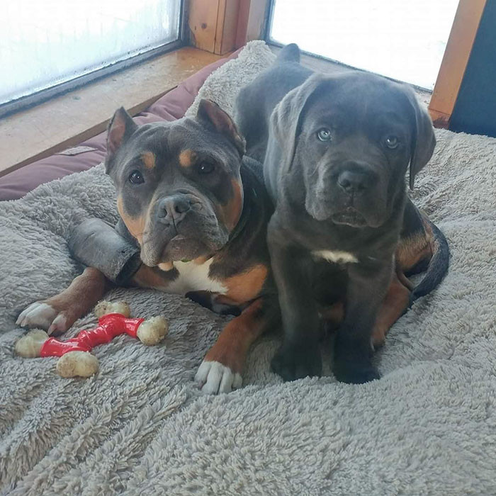In fact, Archie has loved to sit on his sister Tallulah since she was first rescued!