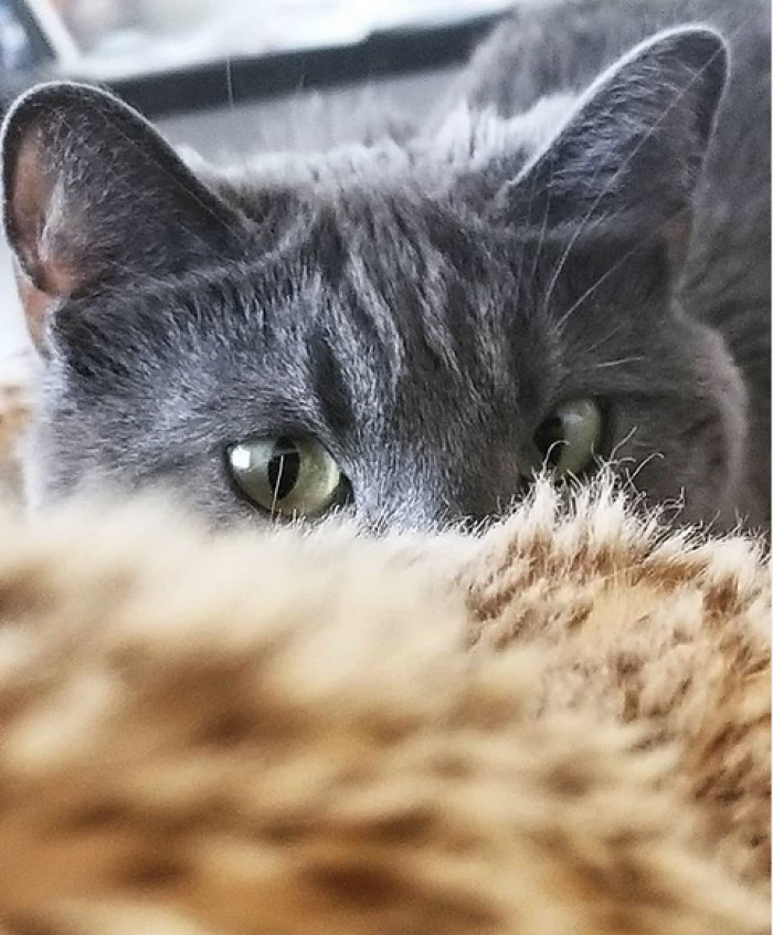 Final framed cat photo on display, professional photography results from the session